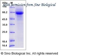 Sino Biological 40028-V08H image 1