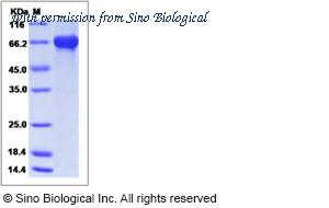 Sino Biological 40134-V08B image 1