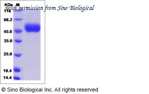 Sino Biological 40167-V08H1 image 1