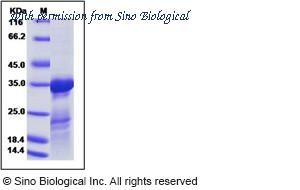 Sino Biological 40215-V07E image 1