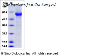 Sino Biological 40359-VNAB image 1