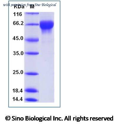 Sino Biological 40483-V08B image 1