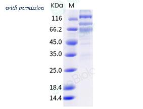 Sino Biological 40589-V08B33 image 1