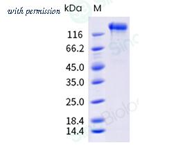 Sino Biological 40589-V08H56 image 1