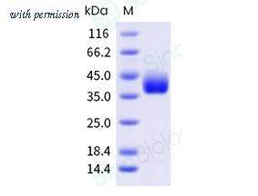 Sino Biological 40592-V08H152 image 1