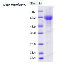 Sino Biological 40728-V07H image 1