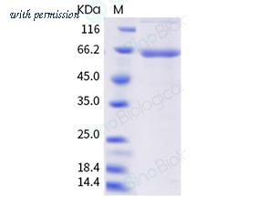 Sino Biological 40801-V07B image 1