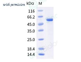 Sino Biological 40909-V08B image 1