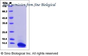 Sino Biological 50145-M07E1 image 1