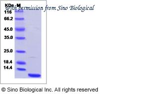 Sino Biological 50258-M08Y image 1