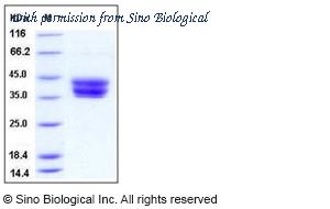 Sino Biological 50319-M08H image 1