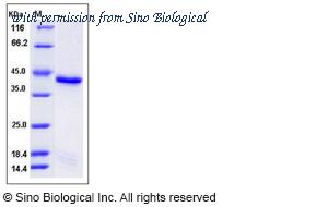 Sino Biological 50800-M07B image 1