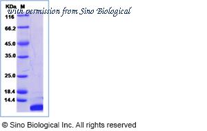 Sino Biological 51136-MNAE image 1