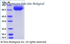 Sino Biological 69011-A08Y image 1