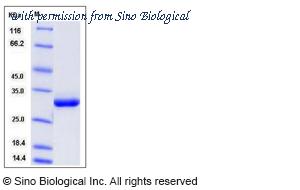 Sino Biological 80061-R08H image 1