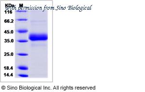 Sino Biological 80443-R08H image 1