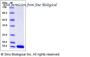 Sino Biological 90152-C08H image 1