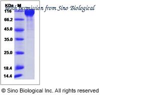 Sino Biological 90209-C08H image 1