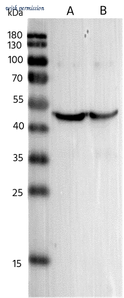 Sino Biological CTA12-H image 1