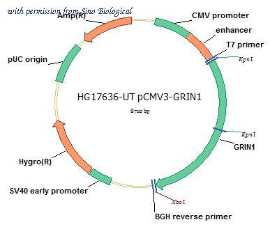 Sino Biological HG17636-UT image 1