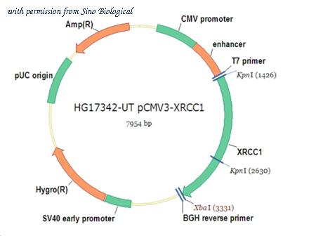 Sino Biological HG17342-UT image 1