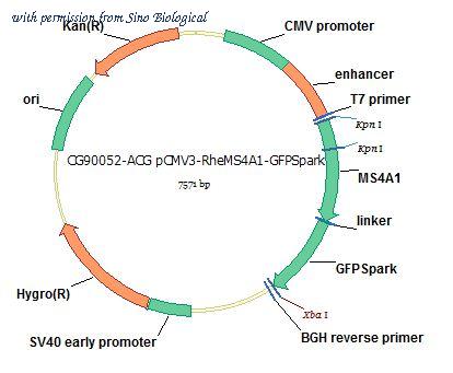 Sino Biological CG90052-ACG image 1