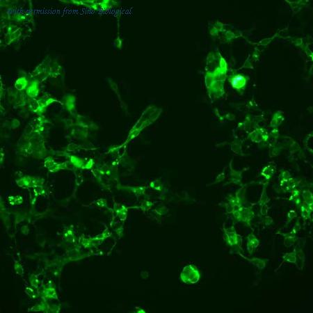 Sino Biological CG90251-ACG image 1