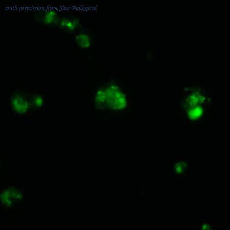 Sino Biological HG10148-ACG image 1