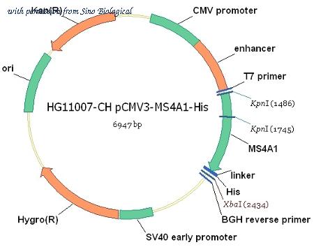 Sino Biological HG11007-CH image 1