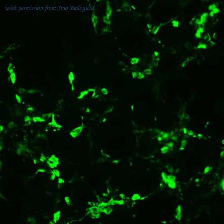Sino Biological HG12025-CF image 1