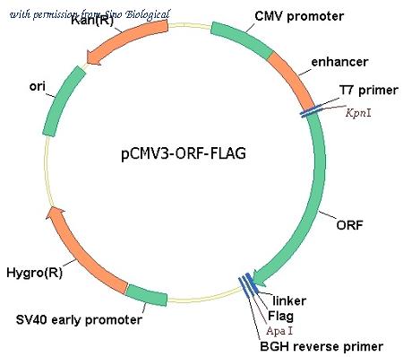 Sino Biological HG13179-CF image 1