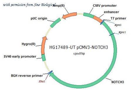 Sino Biological HG17489-UT image 1
