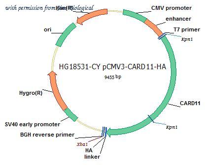 Sino Biological HG18531-CY image 1