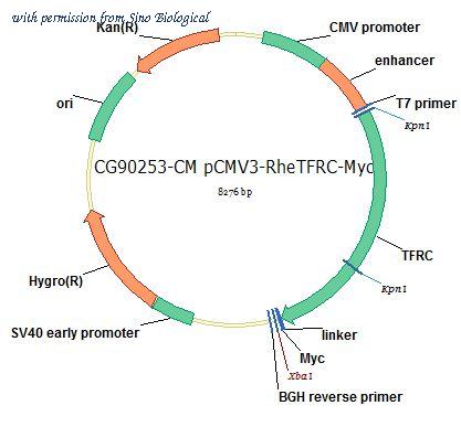 Sino Biological CG90253-CM image 1