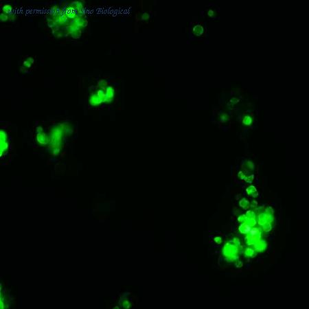 Sino Biological HG10058-ACG image 1