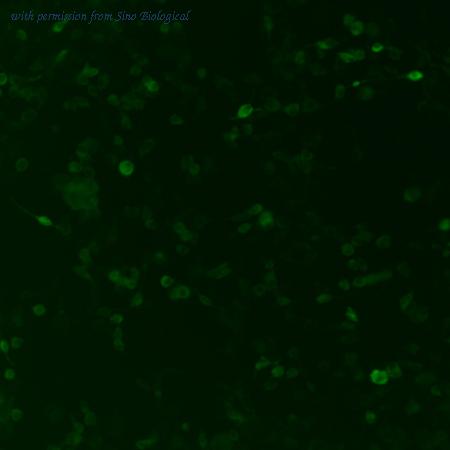 Sino Biological HG10080-ACG image 1