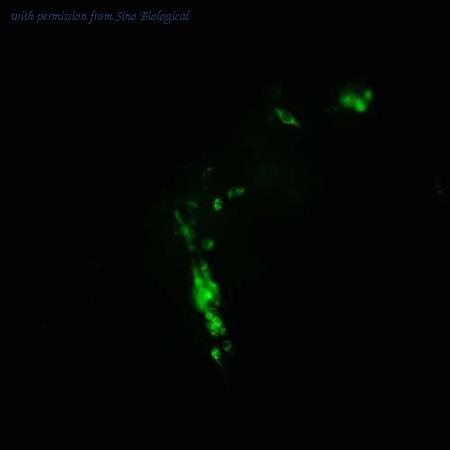 Sino Biological HG10296-CF image 1