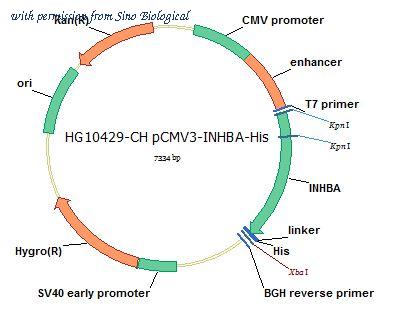 Sino Biological HG10429-CH image 1