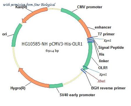 Sino Biological HG10585-NH image 1