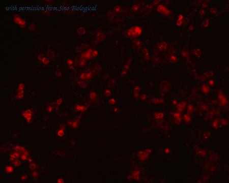 Sino Biological HG10688-ACR image 1