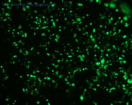 Sino Biological HG11051-ACG image 1