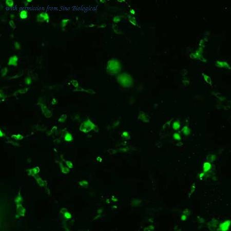 Sino Biological HG11270-CF image 1