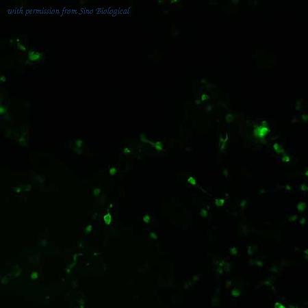 Sino Biological HG11414-CF image 1