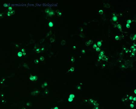 Sino Biological HG11429-ACG image 1