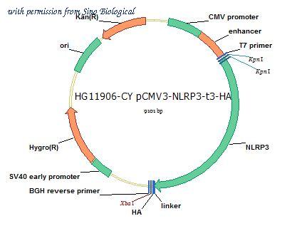 Sino Biological HG11906-CY image 1