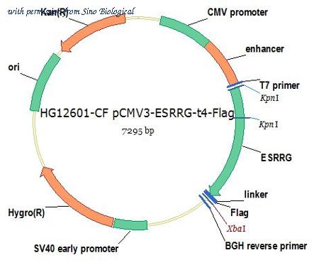 Sino Biological HG12601-CF image 1