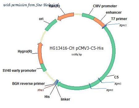 Sino Biological HG13416-CH image 1