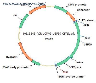 Sino Biological HG13845-ACR image 1