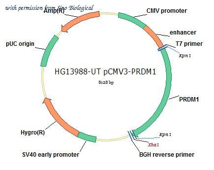 Sino Biological HG13988-UT image 1
