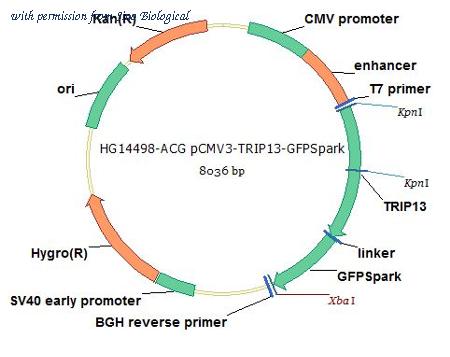 Sino Biological HG14498-ACG image 1